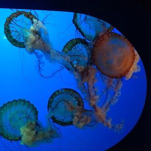 Meet your Posher, Jody